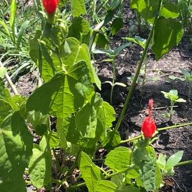 Photo of the plant species Malvaviscus Arboreus by @FunLentenrose37 named Bella on Greg, the plant care app