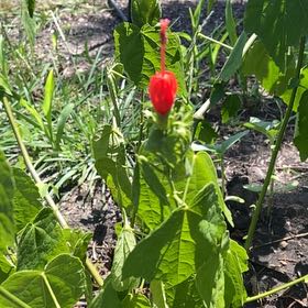 Photo of the plant species Malvaviscus Arboreus by @FunLentenrose37 named Walt on Greg, the plant care app