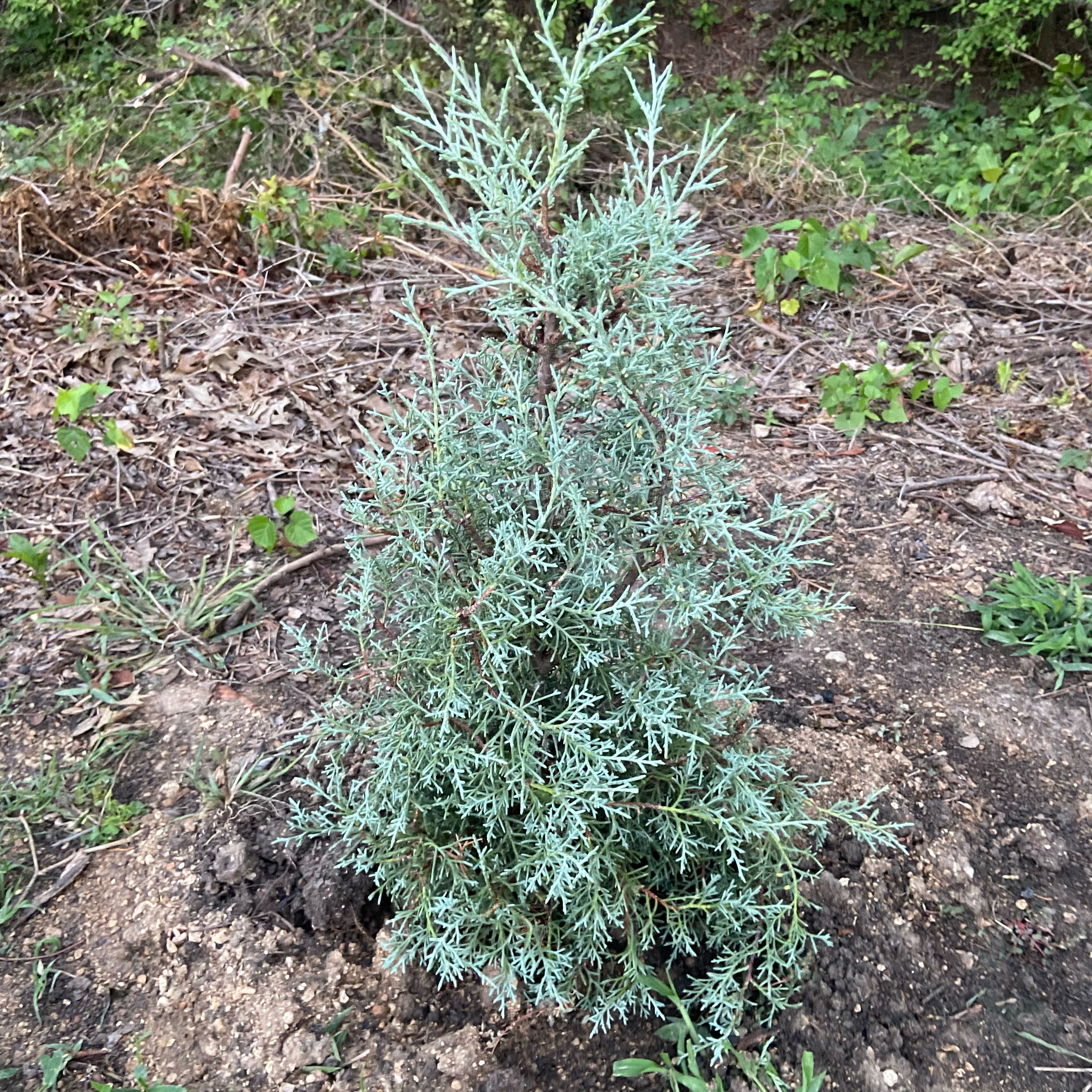 Photo of the plant species Cupressus arizonica by @FunLentenrose37 named Hemingway on Greg, the plant care app