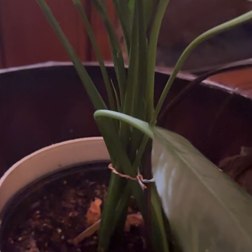 Photo of the plant species Pink Quill by @FabBuroak58 named Naomi on Greg, the plant care app