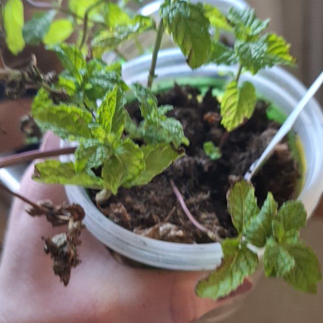 Photo of the plant species Sweet Mint by @FitQuince97 named Lola on Greg, the plant care app