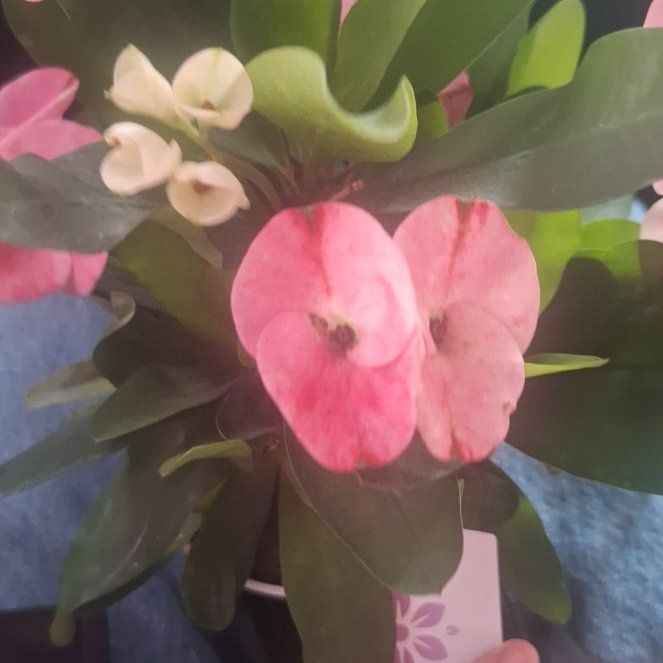 Photo of the plant species Euphorbia milii 'Pink' by @MerryRockweed33 named camellia on Greg, the plant care app