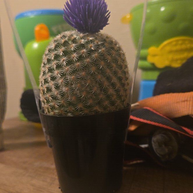 Photo of the plant species Pincushion Cactus by @IconWoodfern85 named Walt on Greg, the plant care app