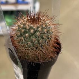 Photo of the plant species Mammilaria Spinosissima by @SublimeRedash44 named Harry on Greg, the plant care app