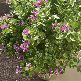 Photo of the plant species Sweet Pea Bush by @HotGermaniris51 named Sir Plancelot on Greg, the plant care app