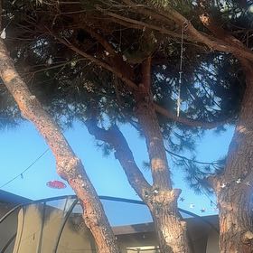Photo of the plant species Stone Pine by @GentleOregano49 named Athena on Greg, the plant care app