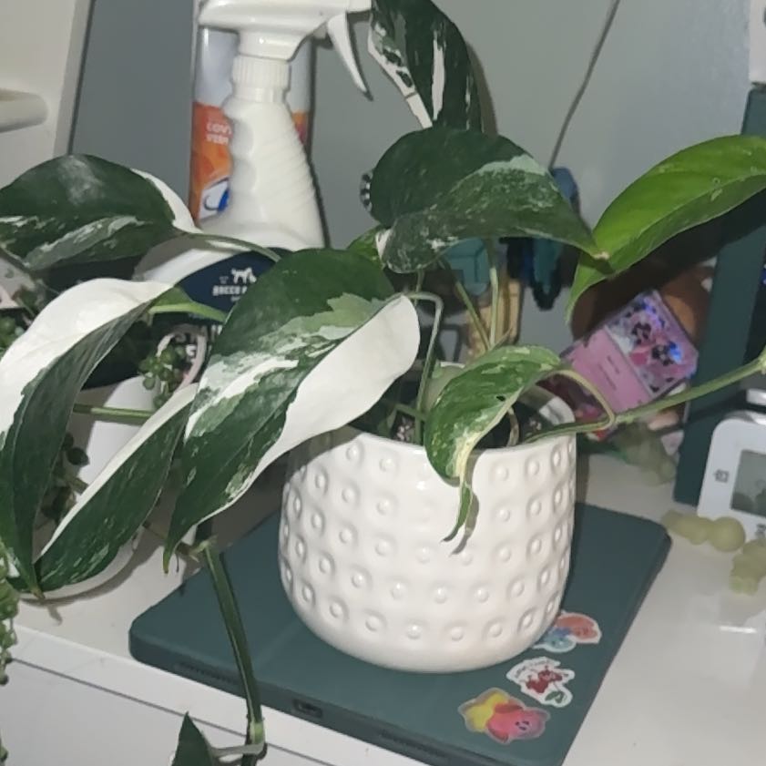 Photo of the plant species Variegated Epipremnum pinnatum by @MentorGray83 named Michelle Branch on Greg, the plant care app
