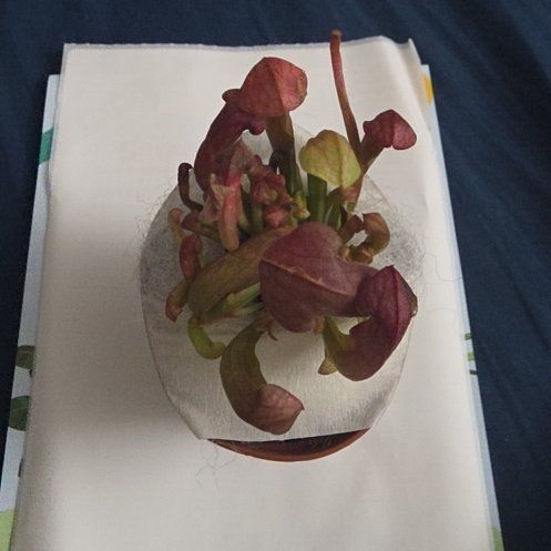Photo of the plant species Chocolate Vine by @GenialRedlog76 named Plato on Greg, the plant care app