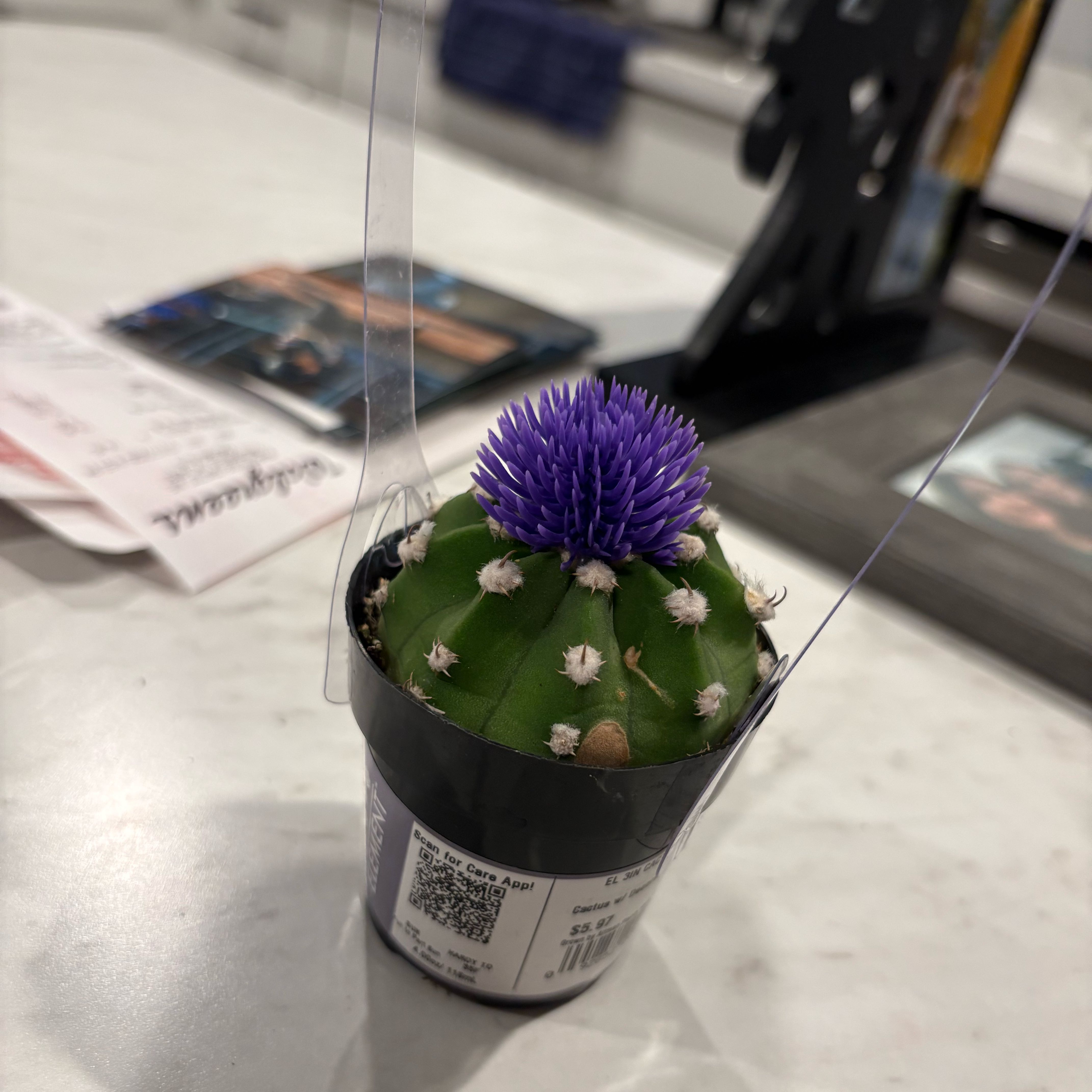 Photo of the plant species Cactus by @GemLovage1 named Drake on Greg, the plant care app