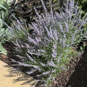 Photo of the plant species Russian Sage by @YokeWormseed38 named da Vinci on Greg, the plant care app