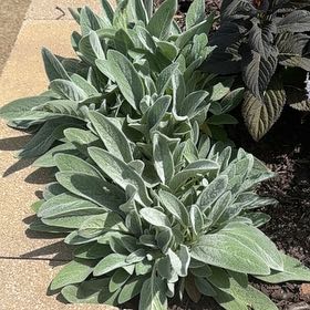 Photo of the plant species Lamb's Ear by @YokeWormseed38 named Planty on Greg, the plant care app