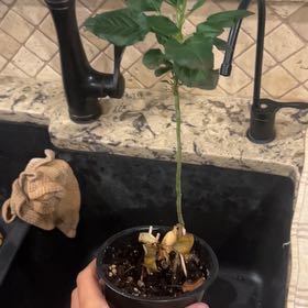 Photo of the plant species Apple Tree by @JuicyPlanty33 named Forrest on Greg, the plant care app