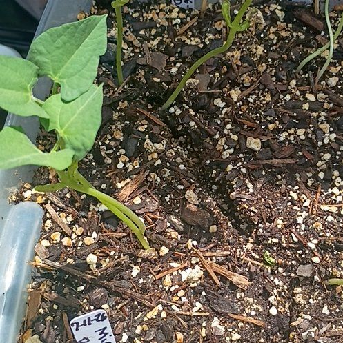 Photo of the plant species Common Bean by @TalentedHenbane named Shakira on Greg, the plant care app