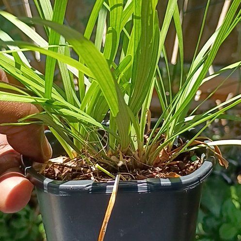 Photo of the plant species Chinese Chives by @TalentedHenbane named Treeyoncé on Greg, the plant care app