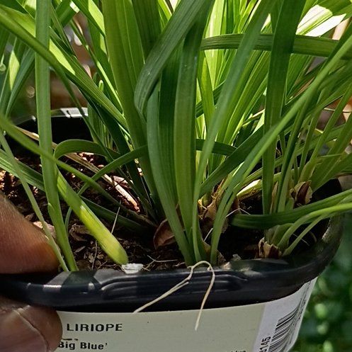 Photo of the plant species Big Blue Lilyturf by @TalentedHenbane named Hamilton on Greg, the plant care app
