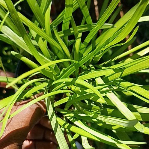 Photo of the plant species Chinese Chives by @TalentedHenbane named Homer on Greg, the plant care app
