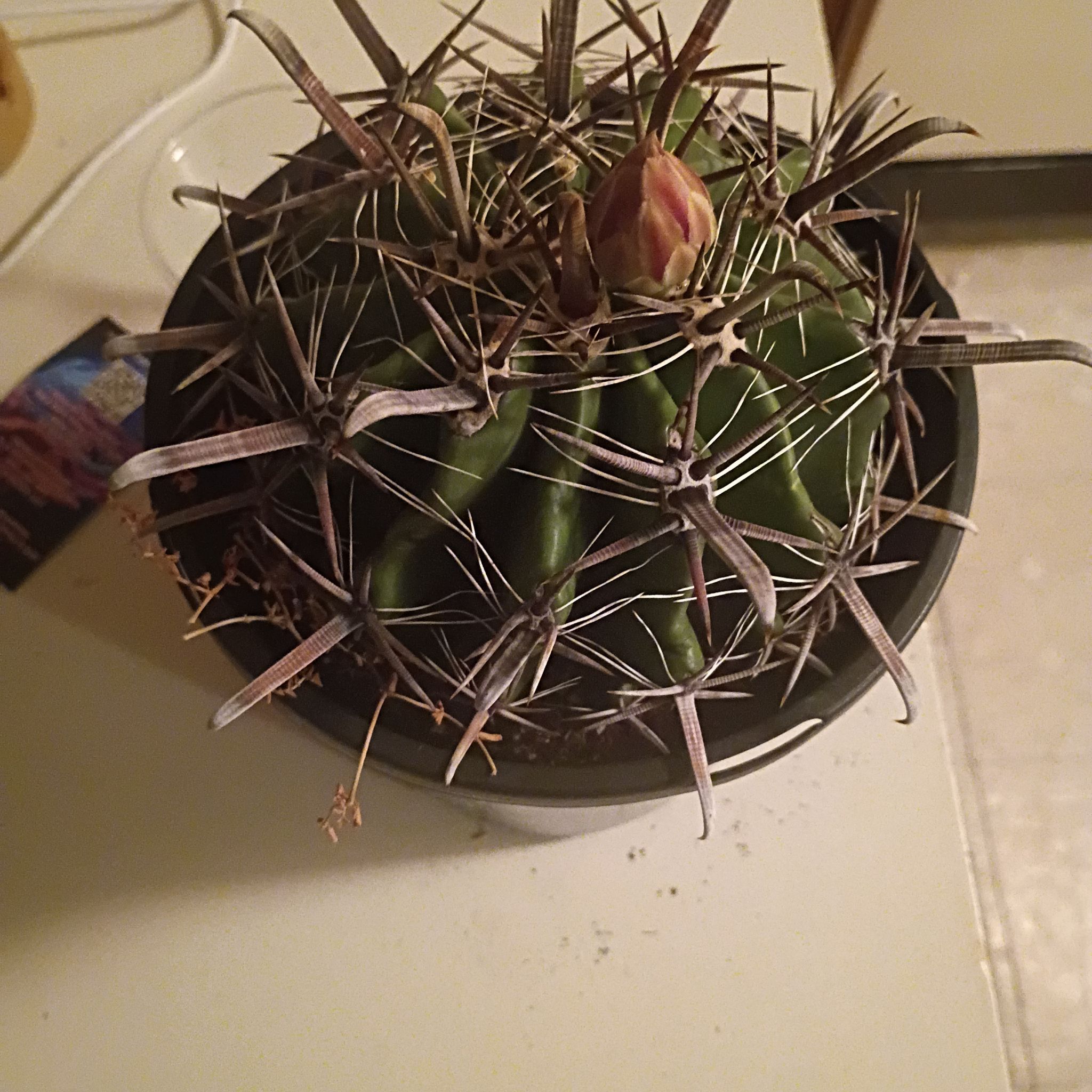 Photo of the plant species Barrel Cactus by @TalentedHenbane named Hemingway on Greg, the plant care app