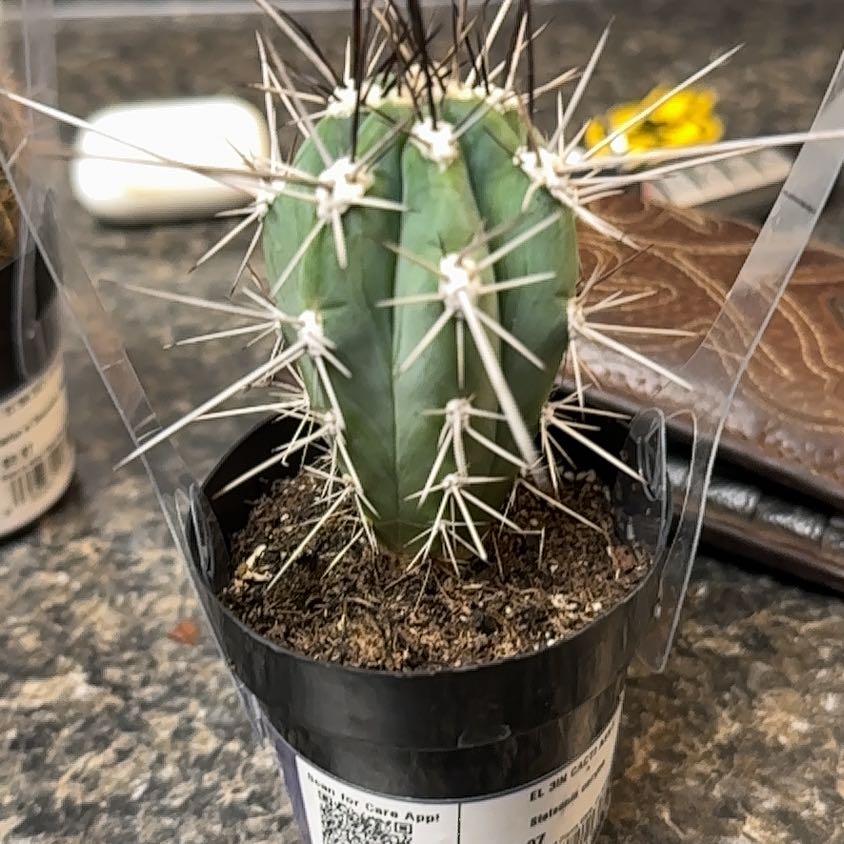 Photo of the plant species Toothpick Cactus by @AlertSapote17 named Taylor Swift on Greg, the plant care app