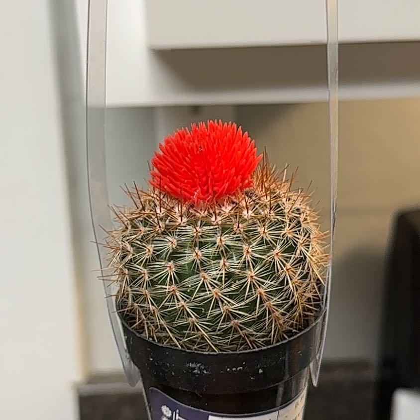 Photo of the plant species Cactus by @AlertSapote17 named Aristotle on Greg, the plant care app