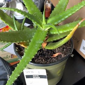 Photo of the plant species Starfish Aloe by @FreeRhodora94 named Patrick on Greg, the plant care app