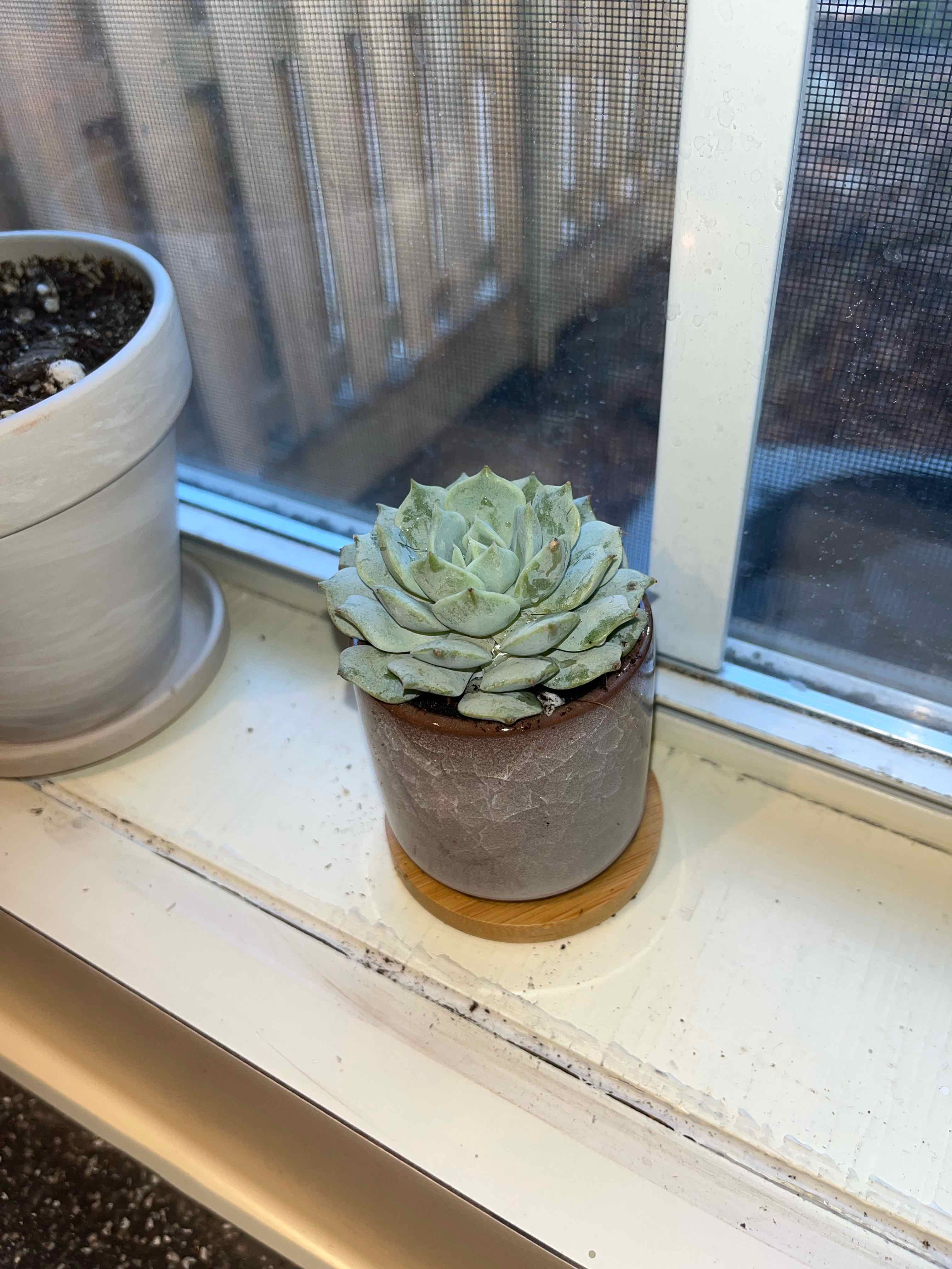 Echeveria 'Seraphina' succulent on a windowsill in a small pot, healthy and well-framed.