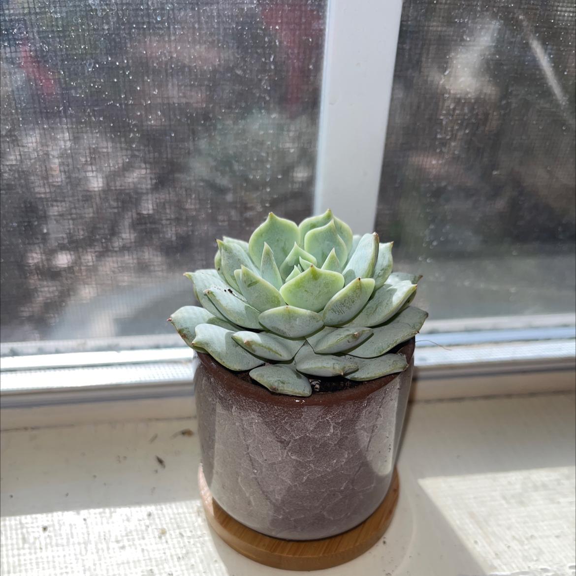 Echeveria 'Seraphina' succulent in a pot on a windowsill, healthy with no visible issues.