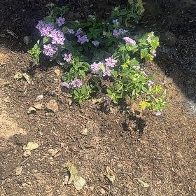 Photo of the plant species Purple Lantana by @ZingyCanna4 named Dax on Greg, the plant care app