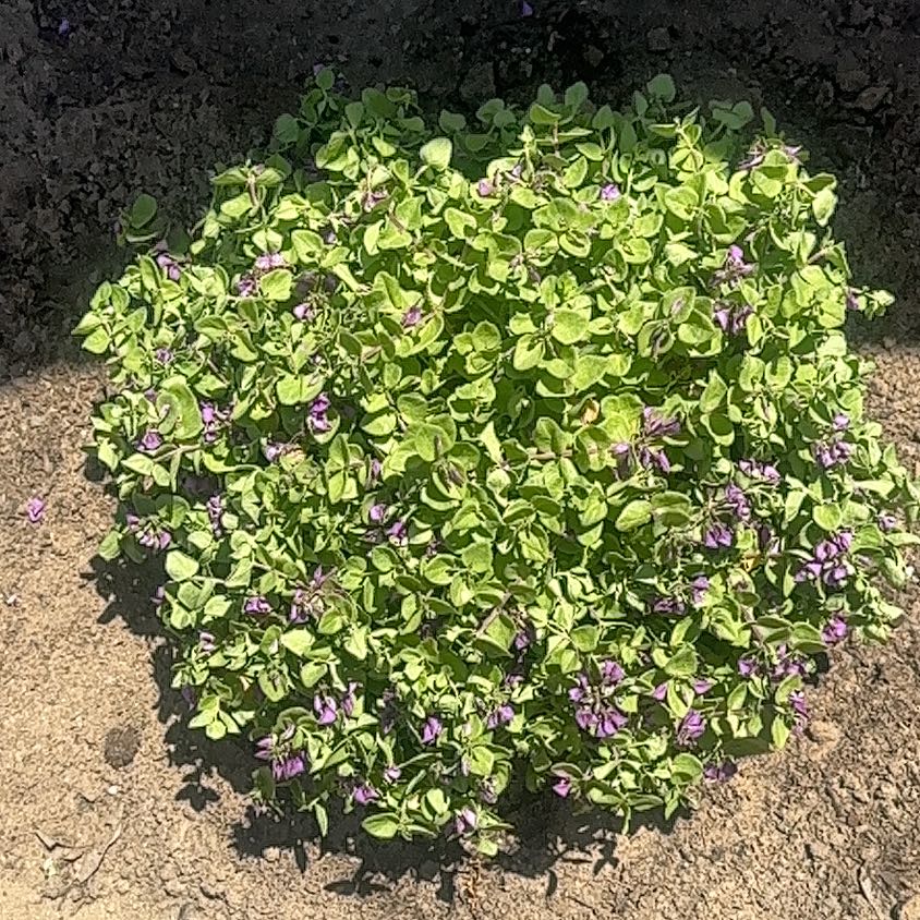 Photo of the plant species Sweet Pea Bush by @ZingyCanna4 named Rihanna on Greg, the plant care app