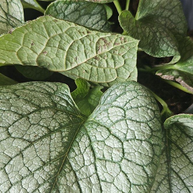 Photo of the plant species Brunnera Macrophylla by @HipPinyonpine20 named Prince on Greg, the plant care app