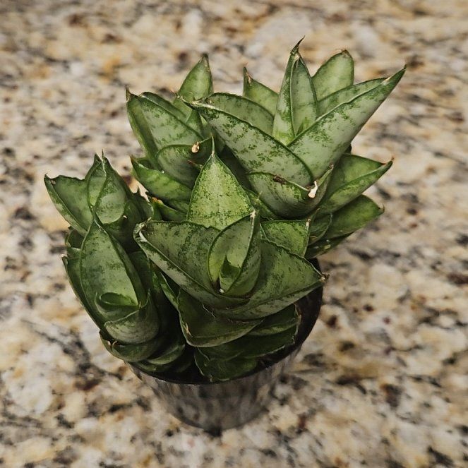 Photo of the plant species Coastal Agave by @HipPinyonpine20 named Curie on Greg, the plant care app