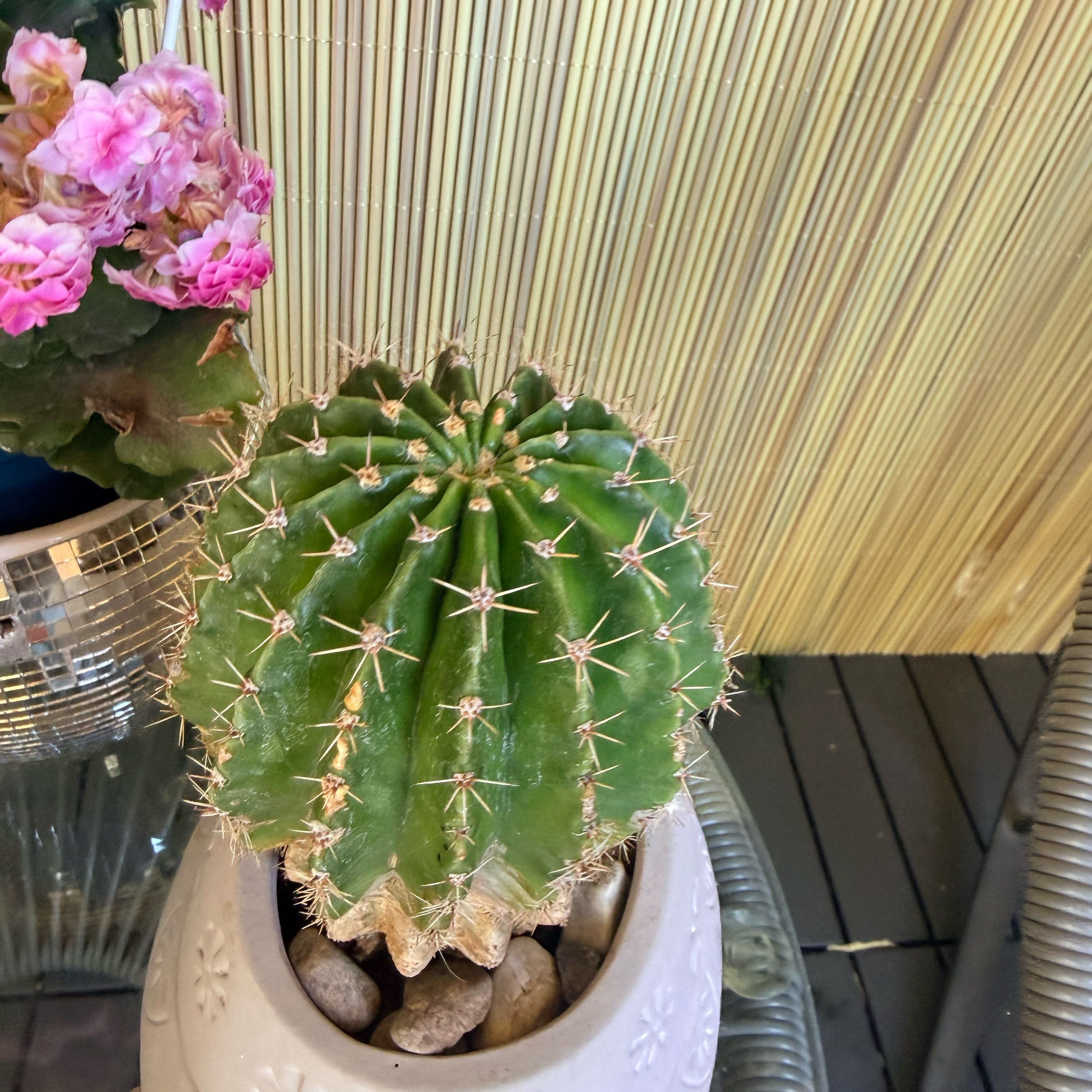 Photo of the plant species Sonora Barrel by @VitalAllspice15 named Sahara on Greg, the plant care app