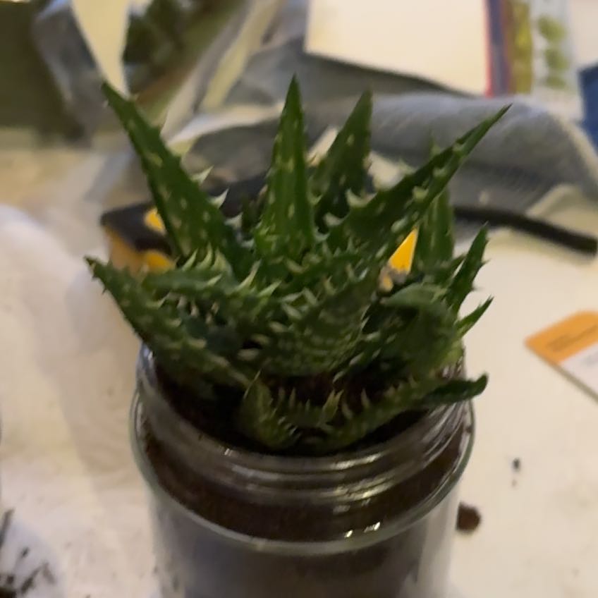 Photo of the plant species Aloe 'Minnie Belle' by @AstuteSoursop76 named Wall-E on Greg, the plant care app