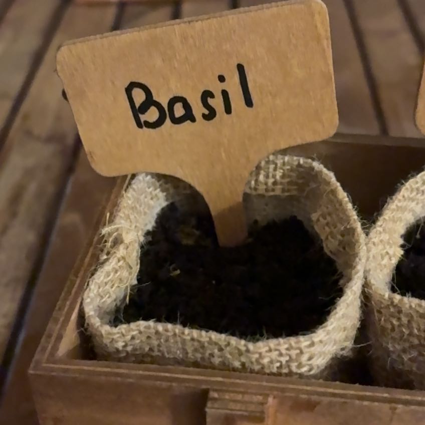 Photo of the plant species Thai Basil by @UpholderMoss18 named Robert Plant on Greg, the plant care app