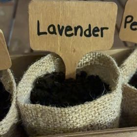 Photo of the plant species Perez's Sea Lavender by @UpholderMoss18 named LiloStitch on Greg, the plant care app