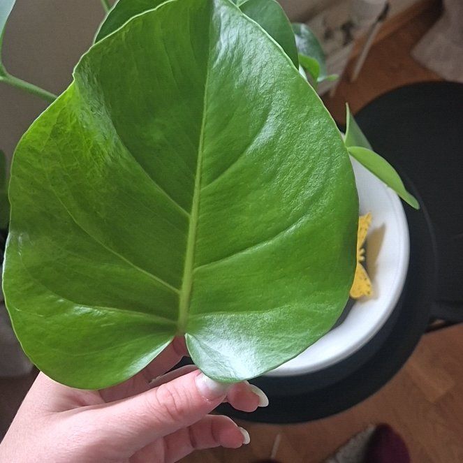 Photo of the plant species Dwarf Monstera Deliciosa by @WhizbangPecan named Gomez on Greg, the plant care app