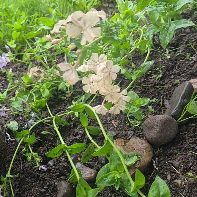 Photo of the plant species Wild Blue Phlox by @WhizbangPecan named Harry on Greg, the plant care app