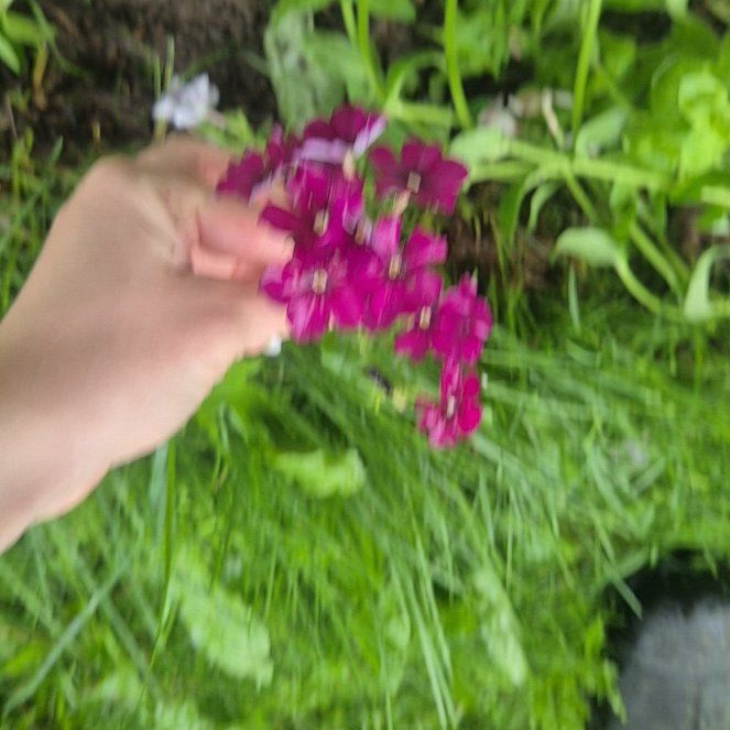 Photo of the plant species Drummond's Phlox by @WhizbangPecan named Zion on Greg, the plant care app