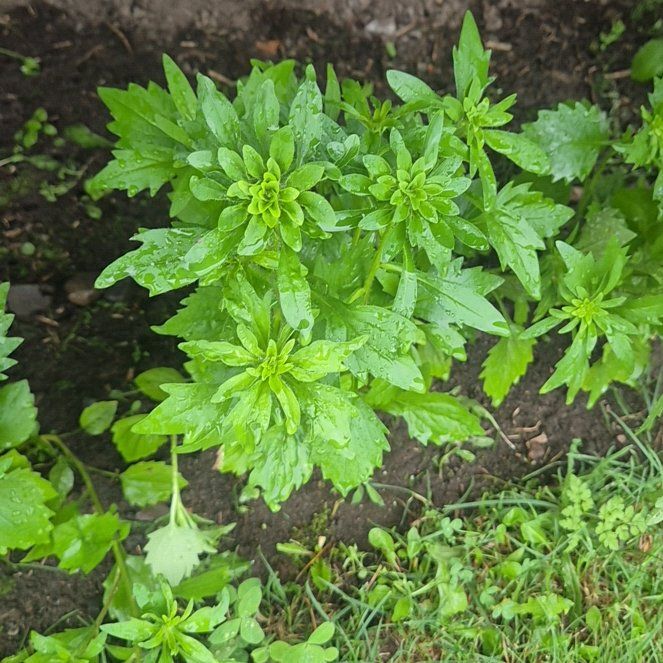 Photo of the plant species Chinese Aster by @WhizbangPecan named Maya on Greg, the plant care app