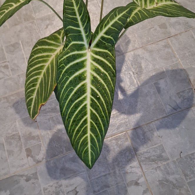 Photo of the plant species Xanthosoma by @MiracleFeijoa25 named Spike on Greg, the plant care app