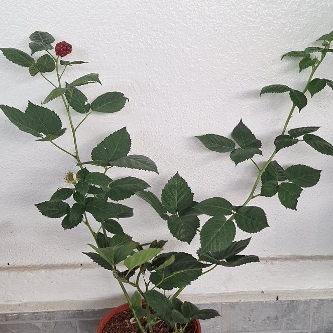 Photo of the plant species Black Raspberry by @MiracleFeijoa25 named Rosa on Greg, the plant care app