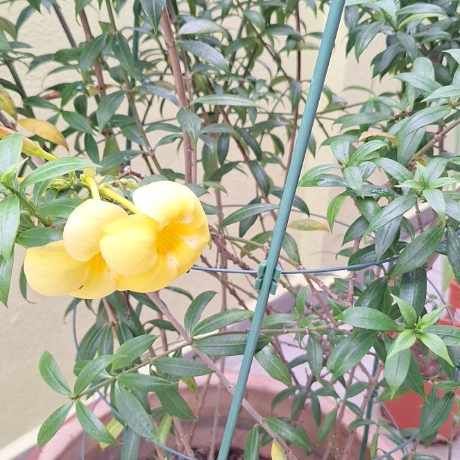 Photo of the plant species Allamanda Cathartica by @MiracleFeijoa25 named Rihanna on Greg, the plant care app