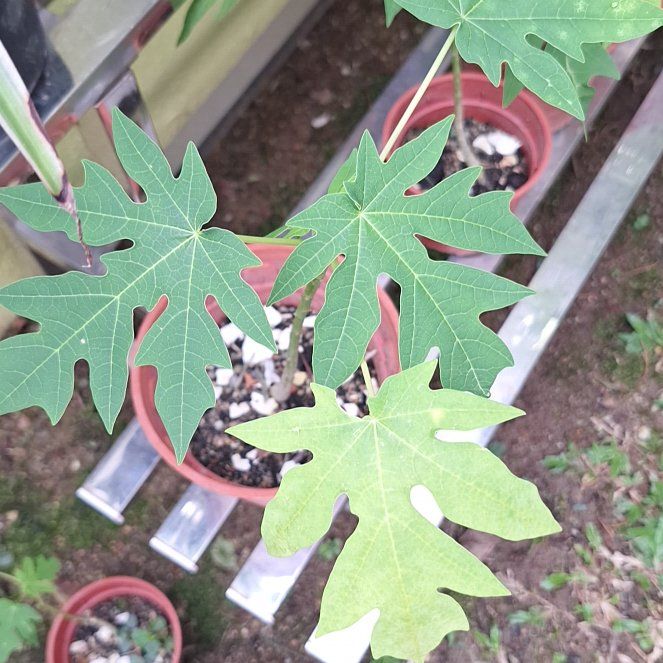 Photo of the plant species Papaya by @MiracleFeijoa25 named Planty on Greg, the plant care app