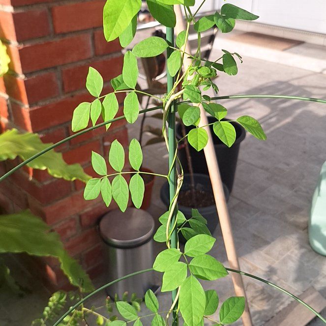 Photo of the plant species Asian Pigeonwings by @MiracleFeijoa25 named Sir Plancelot on Greg, the plant care app