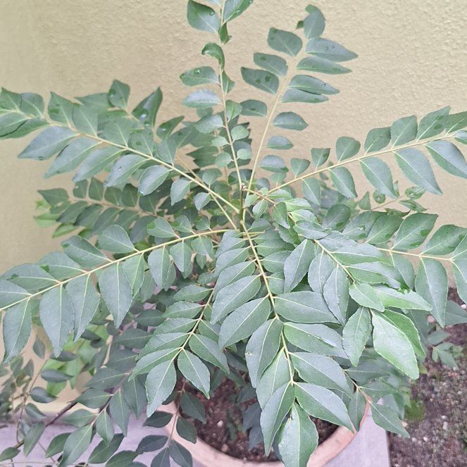 Photo of the plant species Curry Tree by @MiracleFeijoa25 named Daphne on Greg, the plant care app