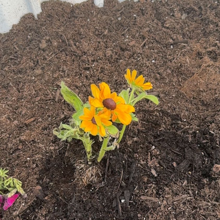 Photo of the plant species Blackeyed Susan by @TryDidelta71 named Tolkien on Greg, the plant care app