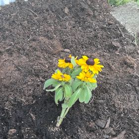 Photo of the plant species Blackeyed Susan by @TryDidelta71 named Forrest on Greg, the plant care app