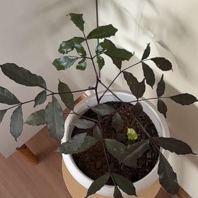 Photo of the plant species Red Leea by @SirMizuna62 named Sir Plancelot on Greg, the plant care app