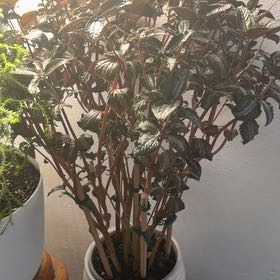 Photo of the plant species Silver Tree by @SunnyWildramp74 named Stella on Greg, the plant care app