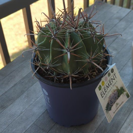 Photo of the plant species Ferocactus horridus by @NaturalKonjac87 named Cthullu the cactus on Greg, the plant care app