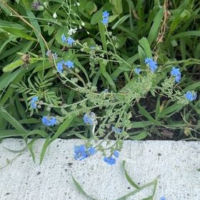 Photo of the plant species Chinese Forget-Me-Not by @AdeptRosebush40 named Keanu Leaves on Greg, the plant care app
